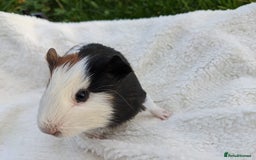 Guinea Pig rodents for sale: Gorgeous guinea pigs - Advert 4