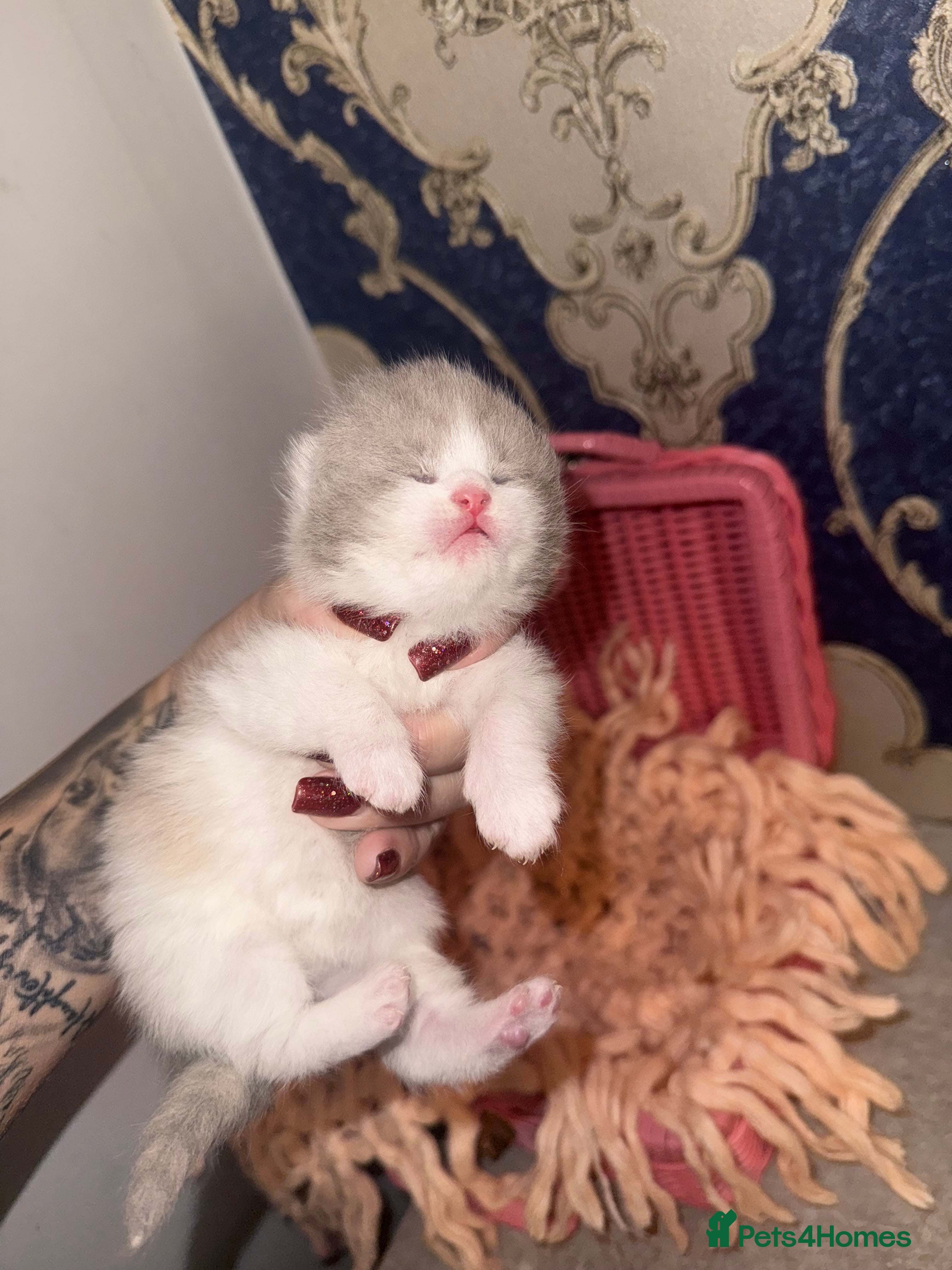 British Shorthair cats Outstanding British shorthairs  - Advert 3