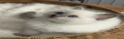 Ragdoll cats for sale: Beautiful TICA Registered Ragdoll Kittens 🩵 - Advert 19