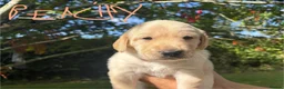 Goldador dogs for sale: Golden Retriever Labrador Puppies - Advert 15