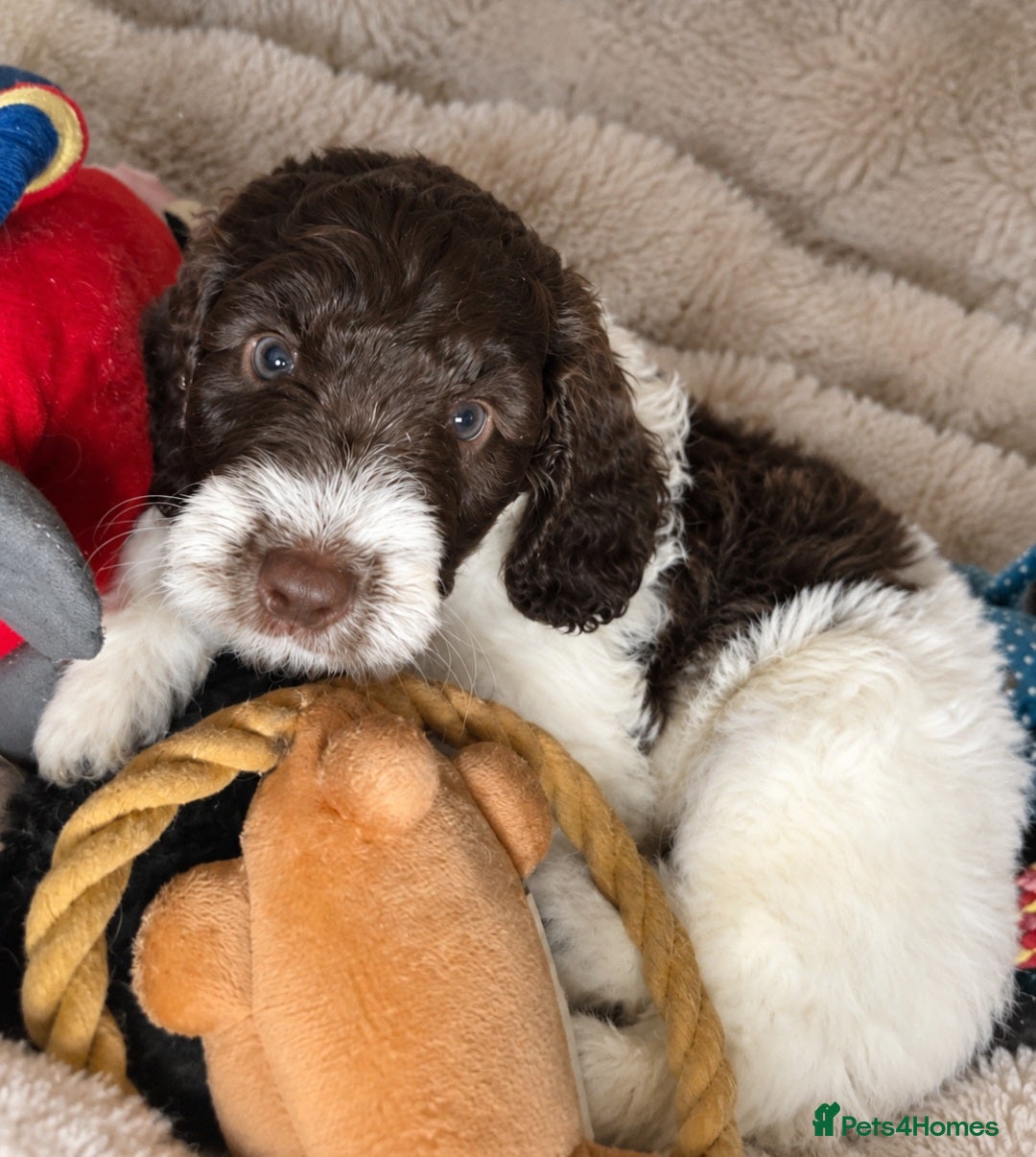 Sproodle dogs Springer Spaniel+Miniature Poodle=Sproodle Puppies - Advert 8