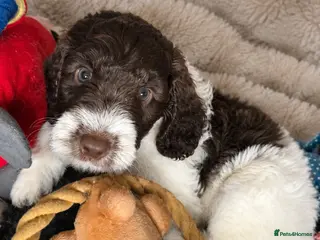 Sproodle dogs Springer Spaniel+Miniature Poodle=Sproodle Puppies - Advert 8