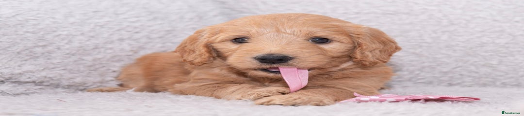 Goldendoodle Puppy 1