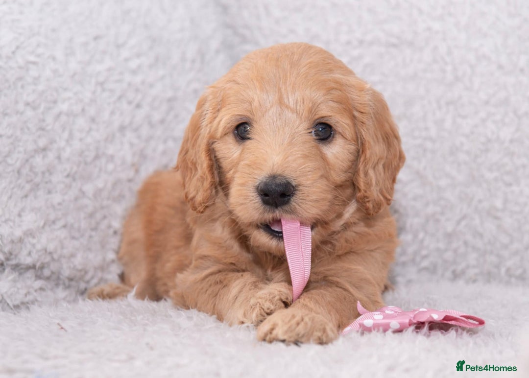 Goldendoodle dogs for sale: Beautiful Goldendoodle girl ready now!! - Image 2