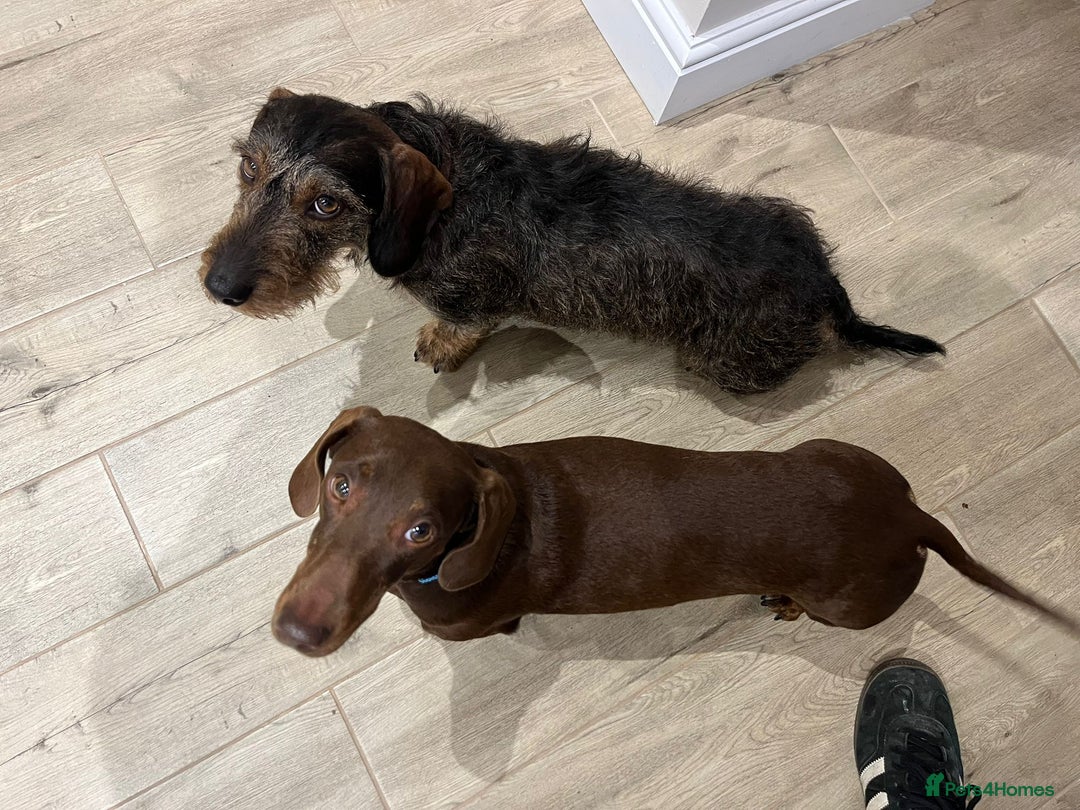 Miniature Dachshund dogs for stud: Looking for wife! Mini Wirehaired Dachshund - Image 25