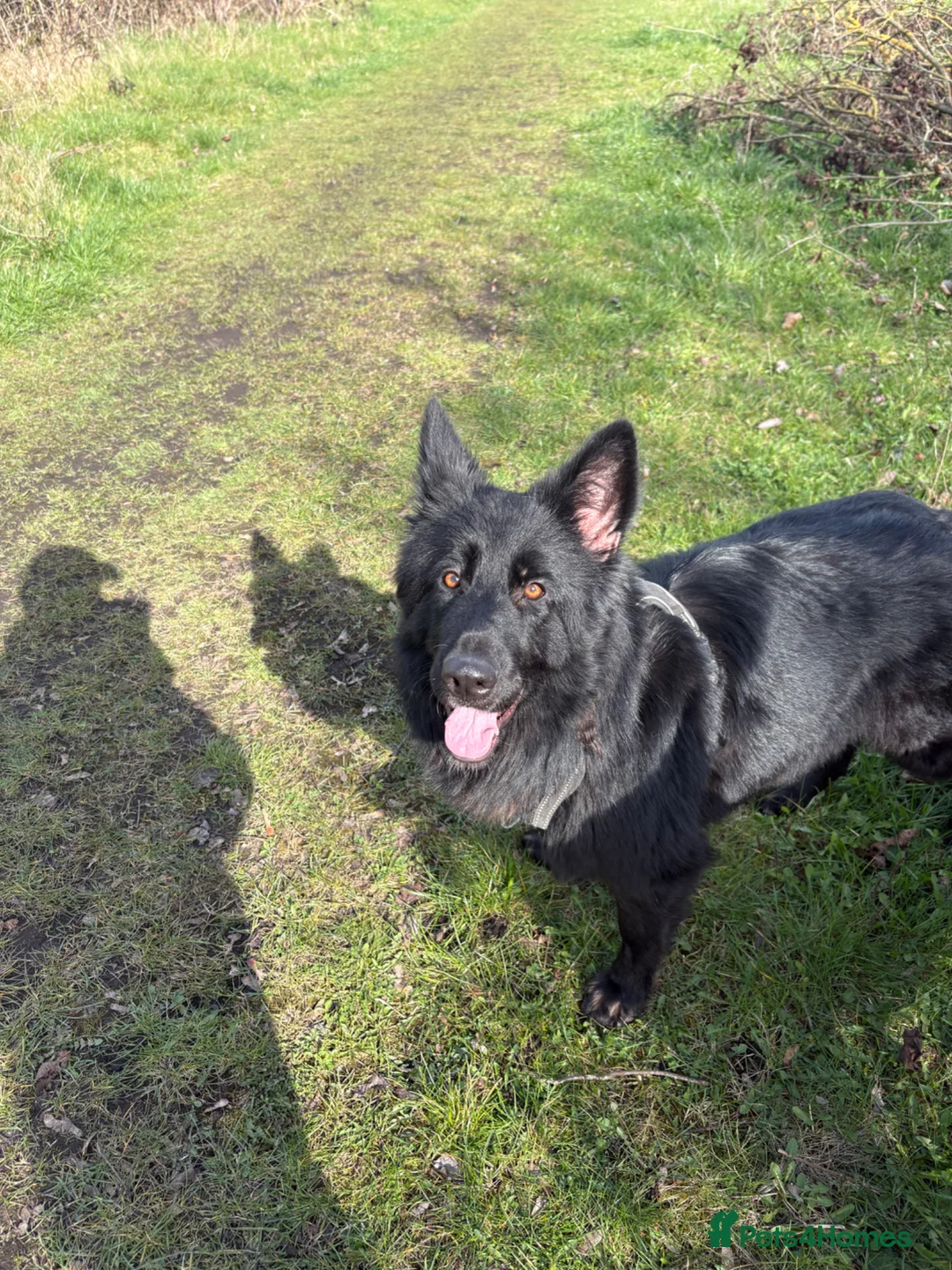 Mixed Breed dogs for sale: German shepherd.  in Ferryhill - Advert 1