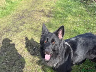 Mixed Breed dogs German shepherd. - Advert 1