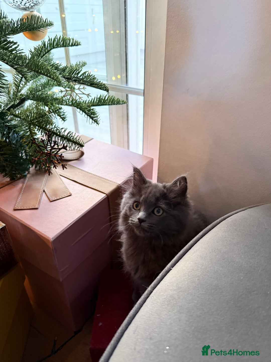 Mixed Breed cats for sale: Stunning Ragdoll x Maine Coon Female Kitten. - Advert 2