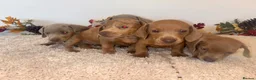 Dachshund dogs for sale: 🐾 LILAC DAPPLE DACHSHUND PUPPIES 🐾 in Coventry - Advert 3