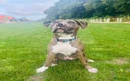 Mixed Breed dogs for sale: Merle female American bulldog 9 months - Image 3