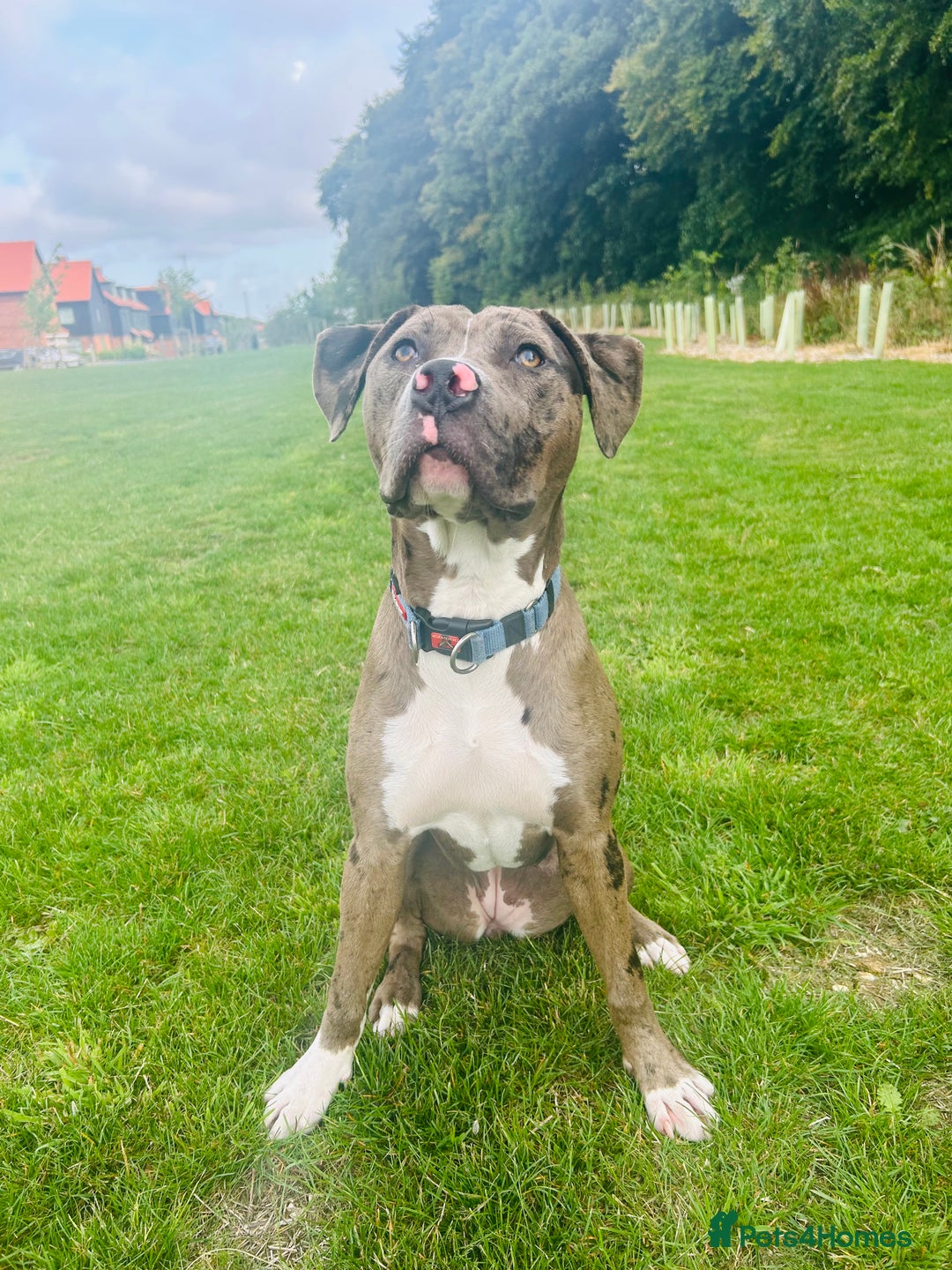 Mixed Breed dogs for sale: Merle female American bulldog 9 months - Image 3