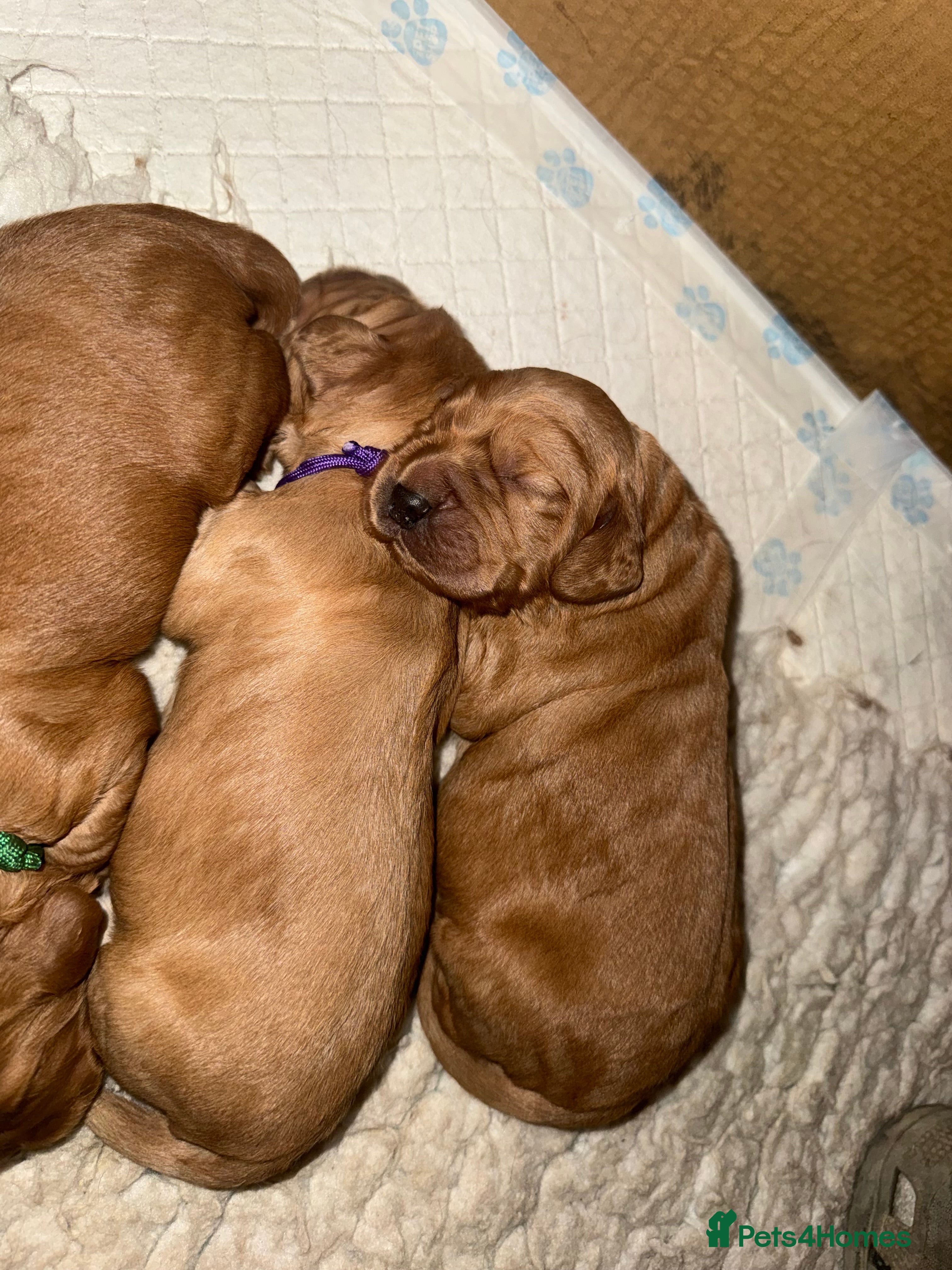 Cocker Spaniel dogs KC working cocker spaniels for sale  - Advert 5