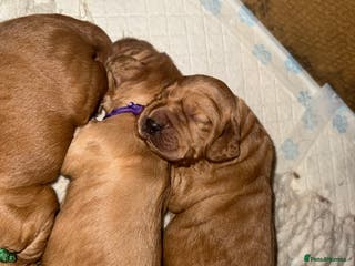 Cocker Spaniel dogs KC working cocker spaniels for sale - Advert 2