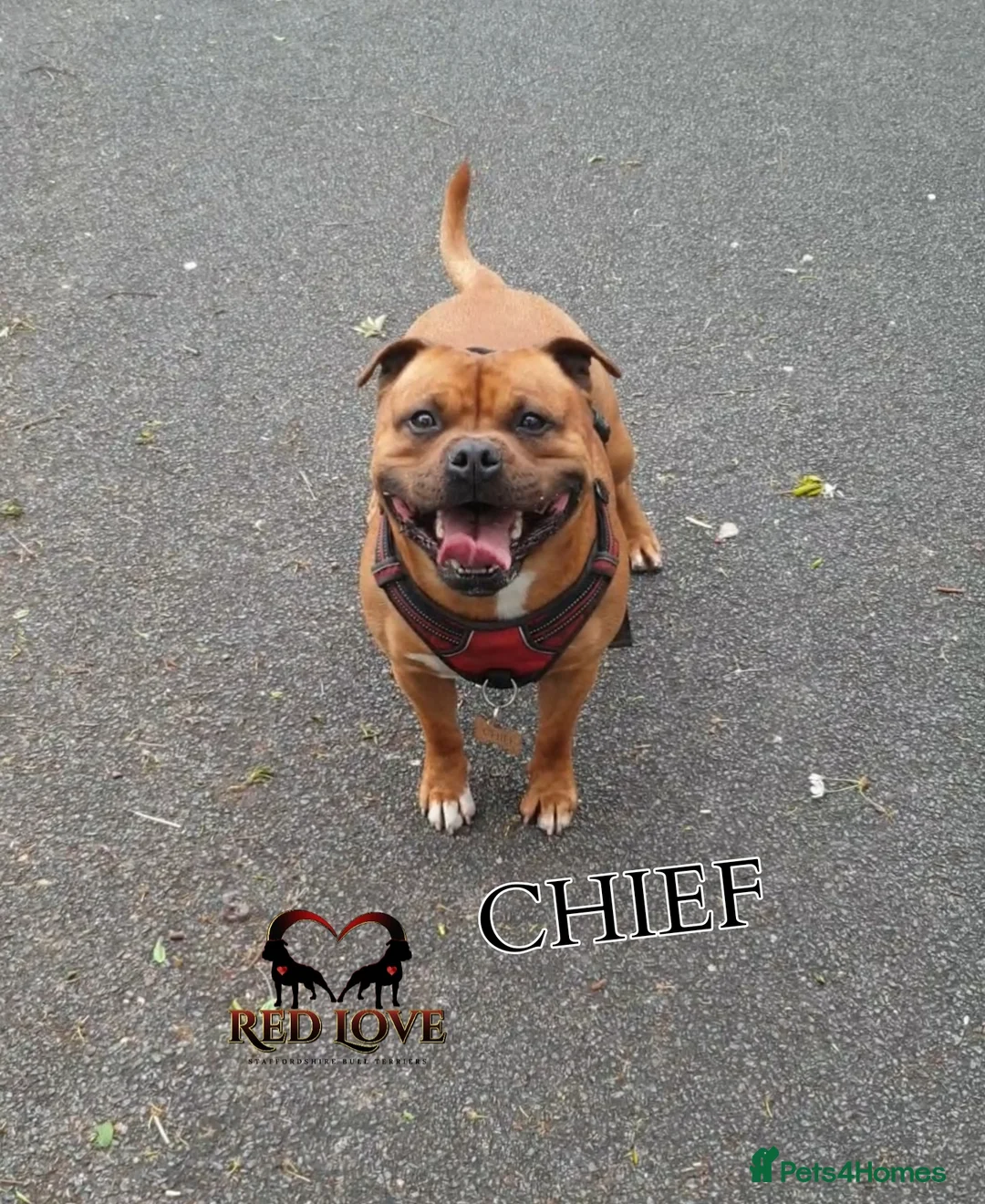 Staffordshire Bull Terrier dogs for stud: 🥨THE RED DREAM TEAM🥨 Exceptional temprements. in Rochdale - Advert 5