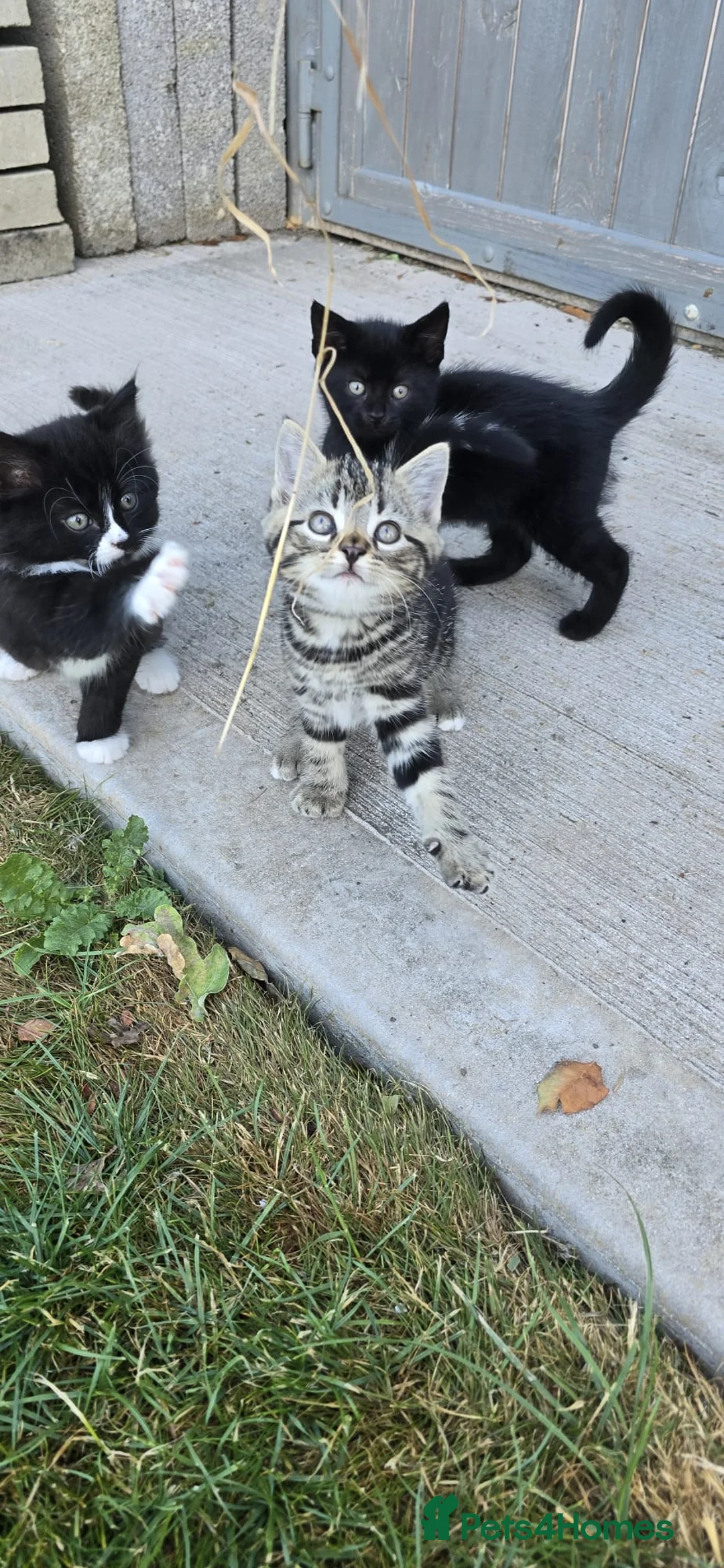 Mixed Breed cats for sale: 5 kittens - Advert 4