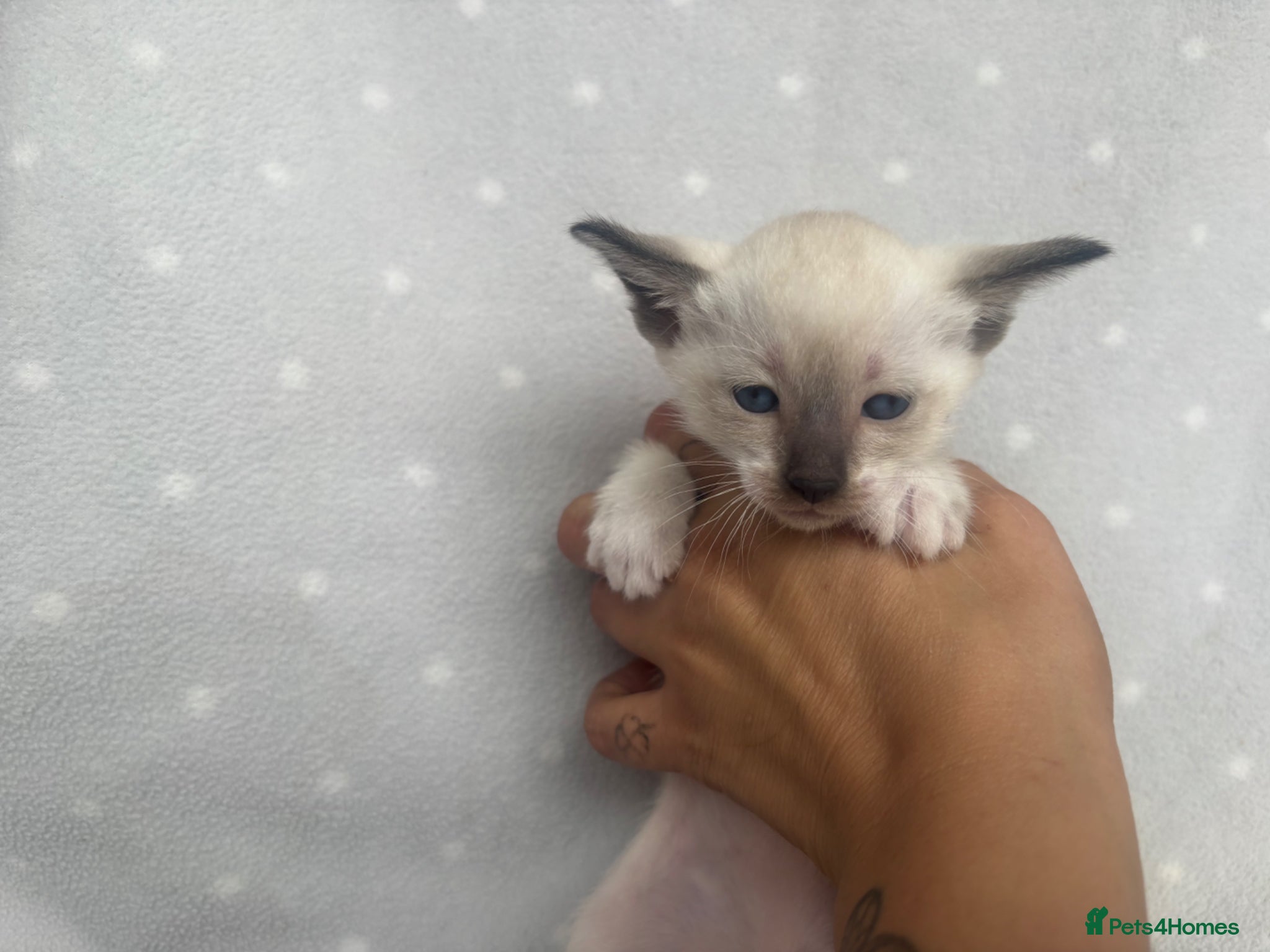 Siamese cats ONLY 2 LEFT Siamese–Oriental mix - Advert 9