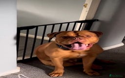 Dogue De Bordeaux dogs for sale: 3 year old male Dogue De Bordeaux  - Image 3