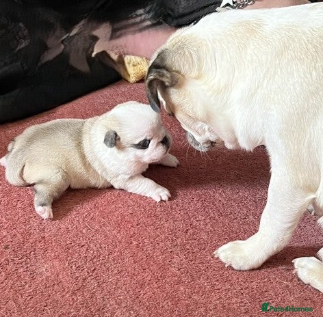 Pug dogs Adorable Panda Pug Puppies  - Advert 10