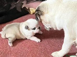 Pug dogs Adorable Panda Pug Puppies - Advert 10