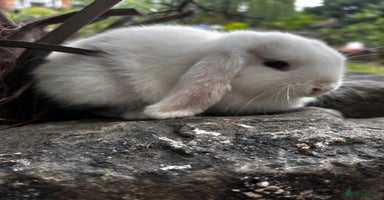 Mini Lop rabbits - Advert 2