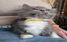 Ragdoll cats for sale: 6 CROSS RAGDOLL KITTENS WAITING FOR A LOVING HOME - Image 19