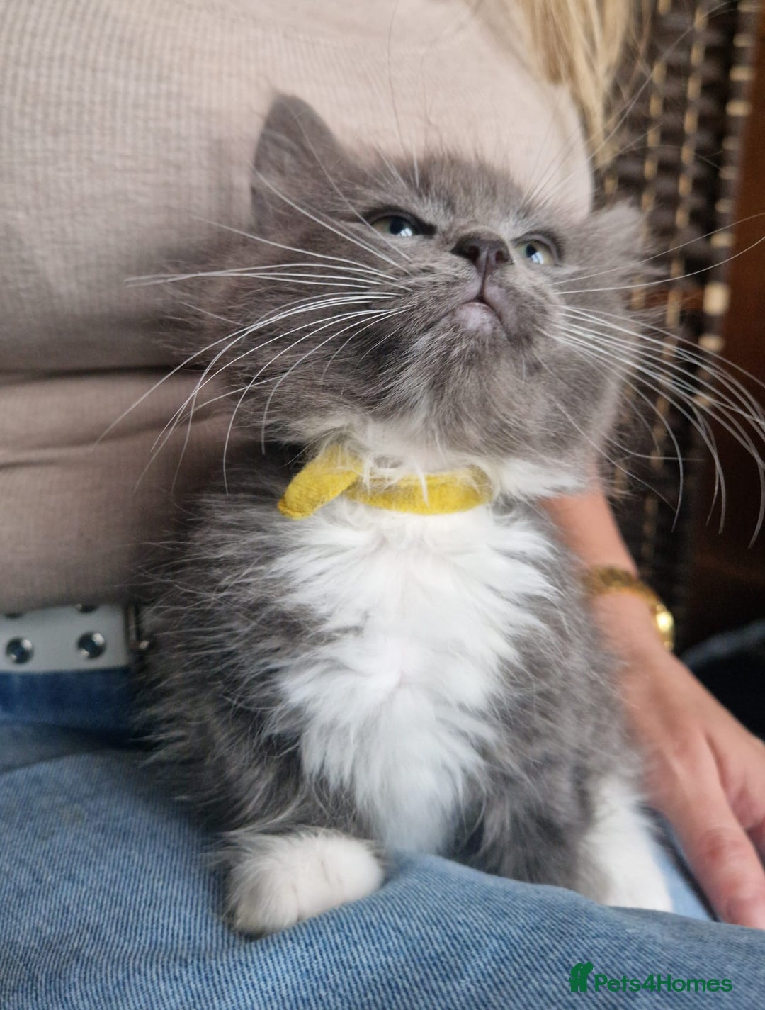 Ragdoll cats for sale: 6 CROSS RAGDOLL KITTENS WAITING FOR A LOVING HOME - Image 19