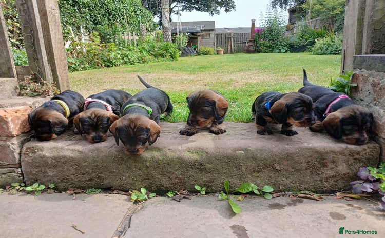 Dachshund dogs - Advert 5