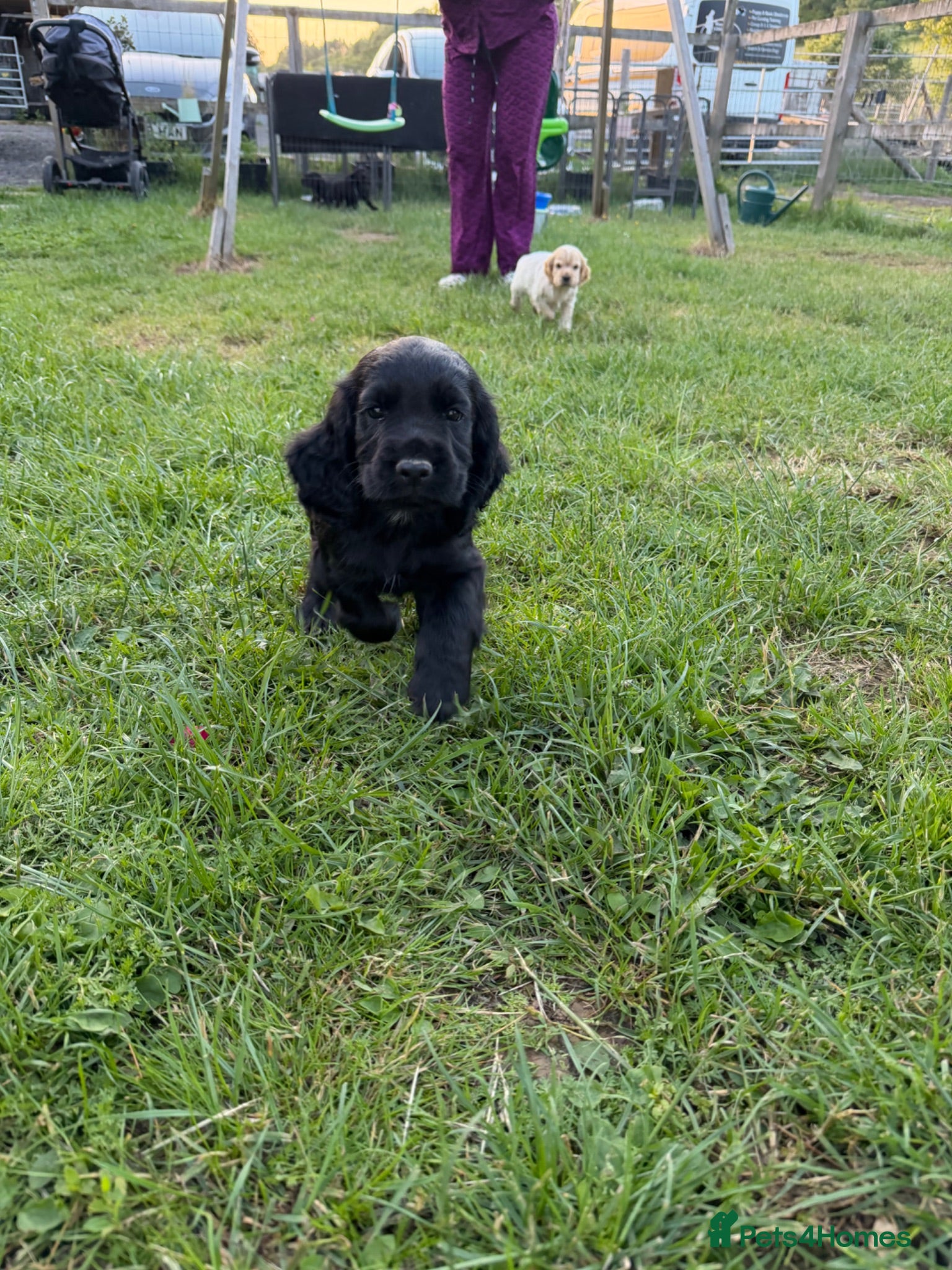 Cocker Spaniel dogs Working Cocker Spaniel Puppies - Advert 15