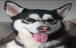 Siberian Husky dogs for sale: Siberian Husky Puppies - Image 23