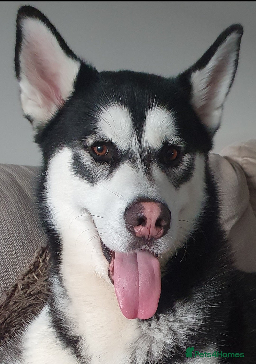 Siberian Husky dogs for sale: Siberian Husky Puppies - Image 23