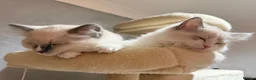 Ragdoll cats for sale: 🤍Purebred beautiful ragdoll kittens 🤍 in Hornchurch - Advert 15