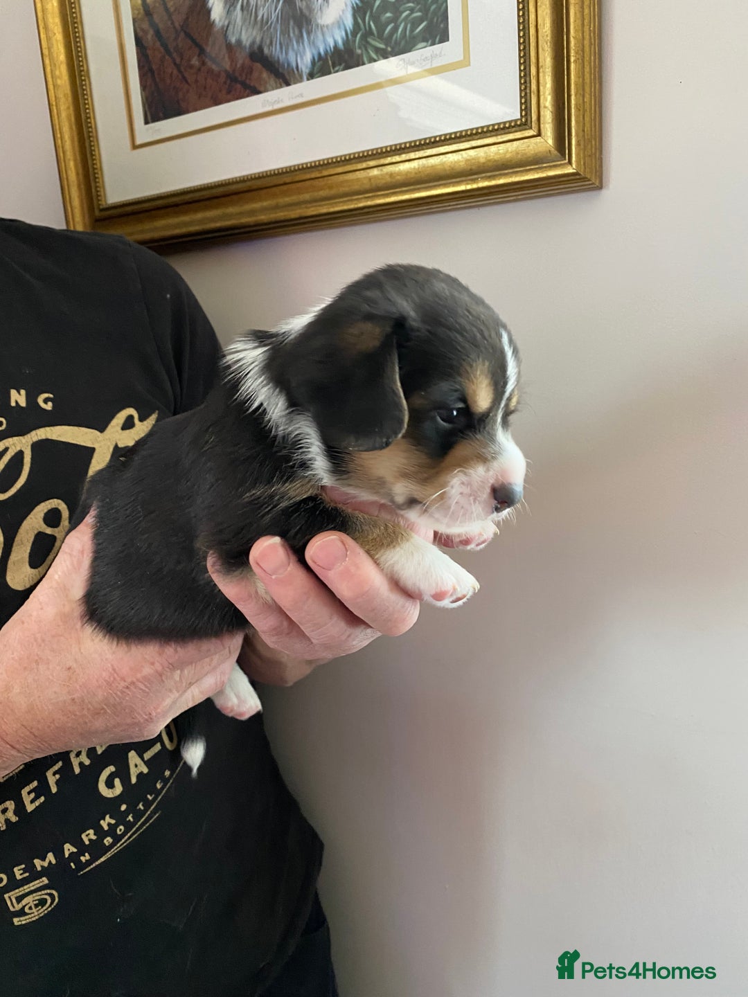 Welsh Corgi Cardigan dogs for sale: WELSH CARDIGAN CORGI BABIES - Advert 28