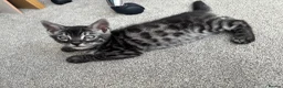 Bengal cats for sale: READY NOW ActiveTICA SilverCharcoal Bengal Kittens - Advert 16