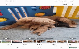 Cockapoo dogs for sale: Beautiful cockapoo puppies - Image 15