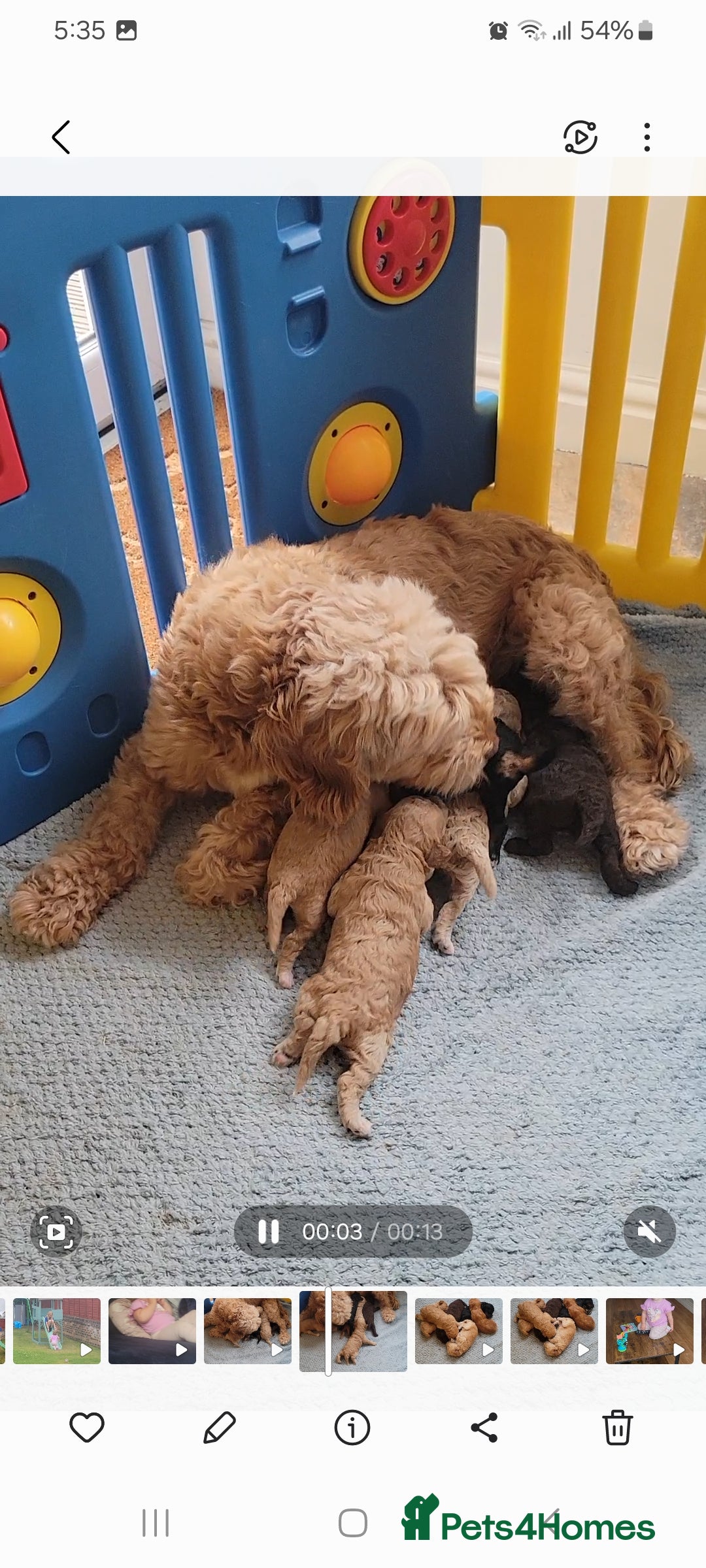 Cockapoo dogs for sale: Beautiful cockapoo puppies - Image 15