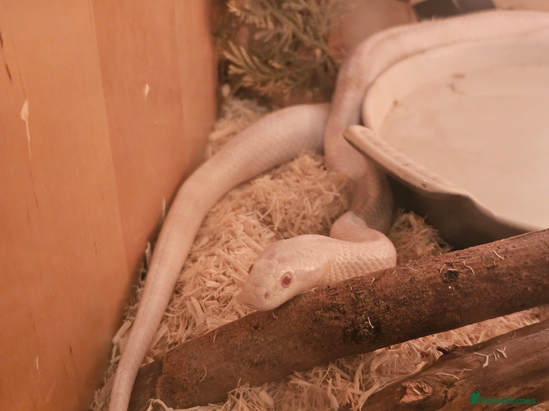 Corn Snake reptiles for sale: Snow corn and viv - Image 5