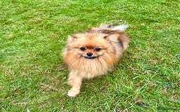 Pomeranian dogs for adoption: Dior - Dior’s Story – A Little Life Saved - Image 3