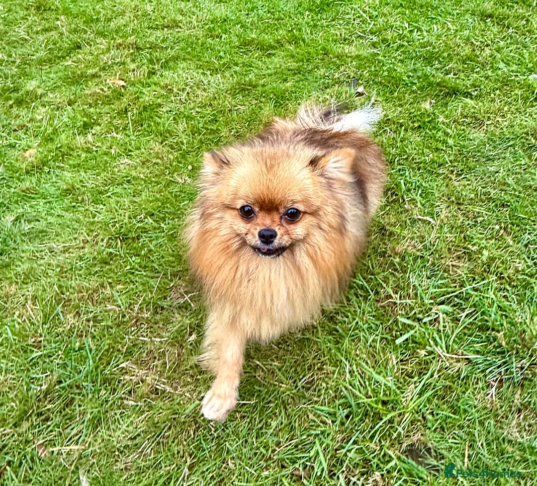 Pomeranian dogs for adoption: Dior - Dior’s Story – A Little Life Saved - Image 3