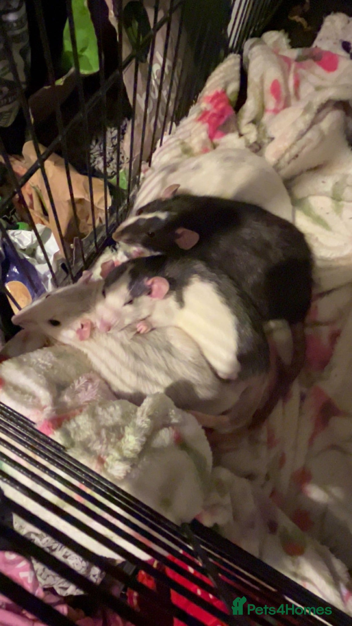 Rat rodents 4 female rats (setup included) - Advert 3