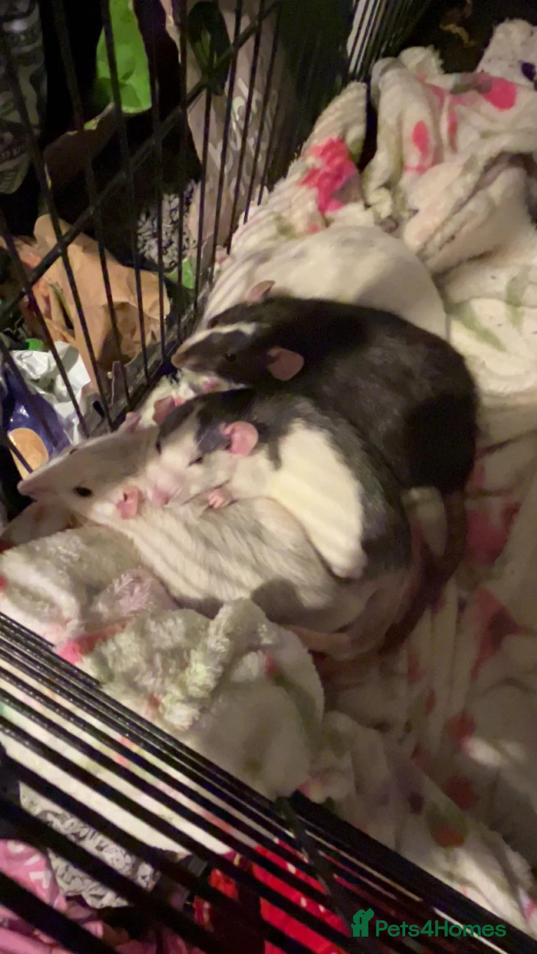 Rat rodents for sale: 4 female rats (setup included) - Advert 1