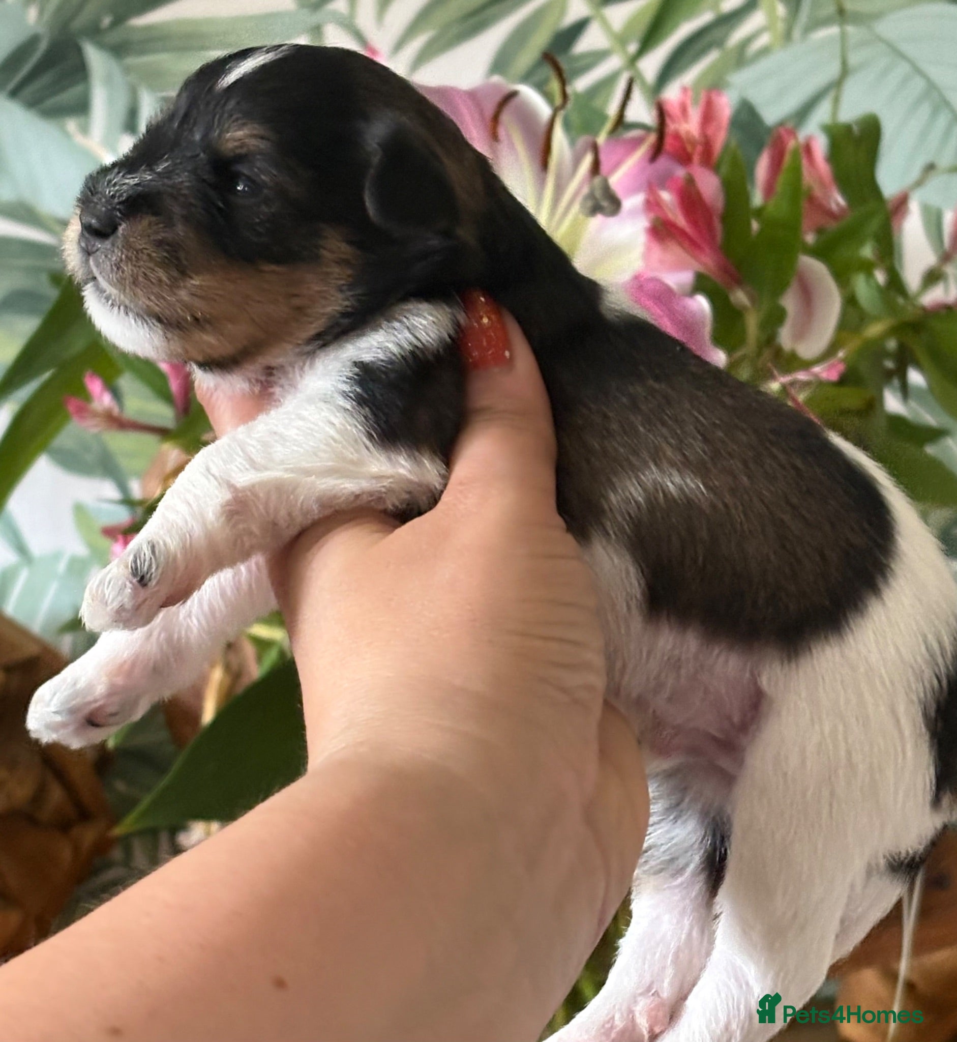 Miniature Schnauzer dogs KC BVA H/T Tri-Colour Parti & Black Mini Schnauzer - Advert 2