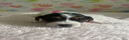 Jack Russell dogs for sale: Stunning traditional Jack Russell puppies - Advert 21