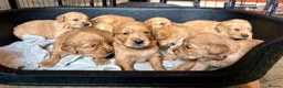 Golden Retriever dogs for sale: Fox Red, KC,  Extensively Health Tested Pups - Advert 4