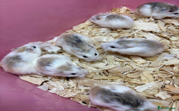 Hamster rodents - Advert 1