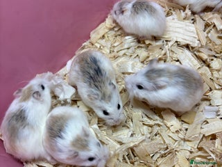 Hamster rodents - Advert 7