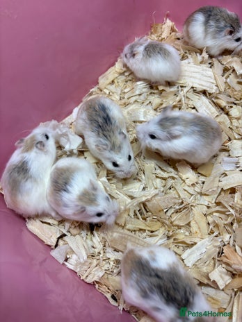 Hamster rodents - Advert 1