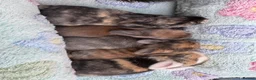Mini Lop rabbits for sale: Raised indoors Mini lops/lion lops-vaccinated  - Advert 7