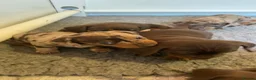 Miniature Dachshund dogs for sale: Dapple miniature dachshund girl in Okehampton - Advert 2