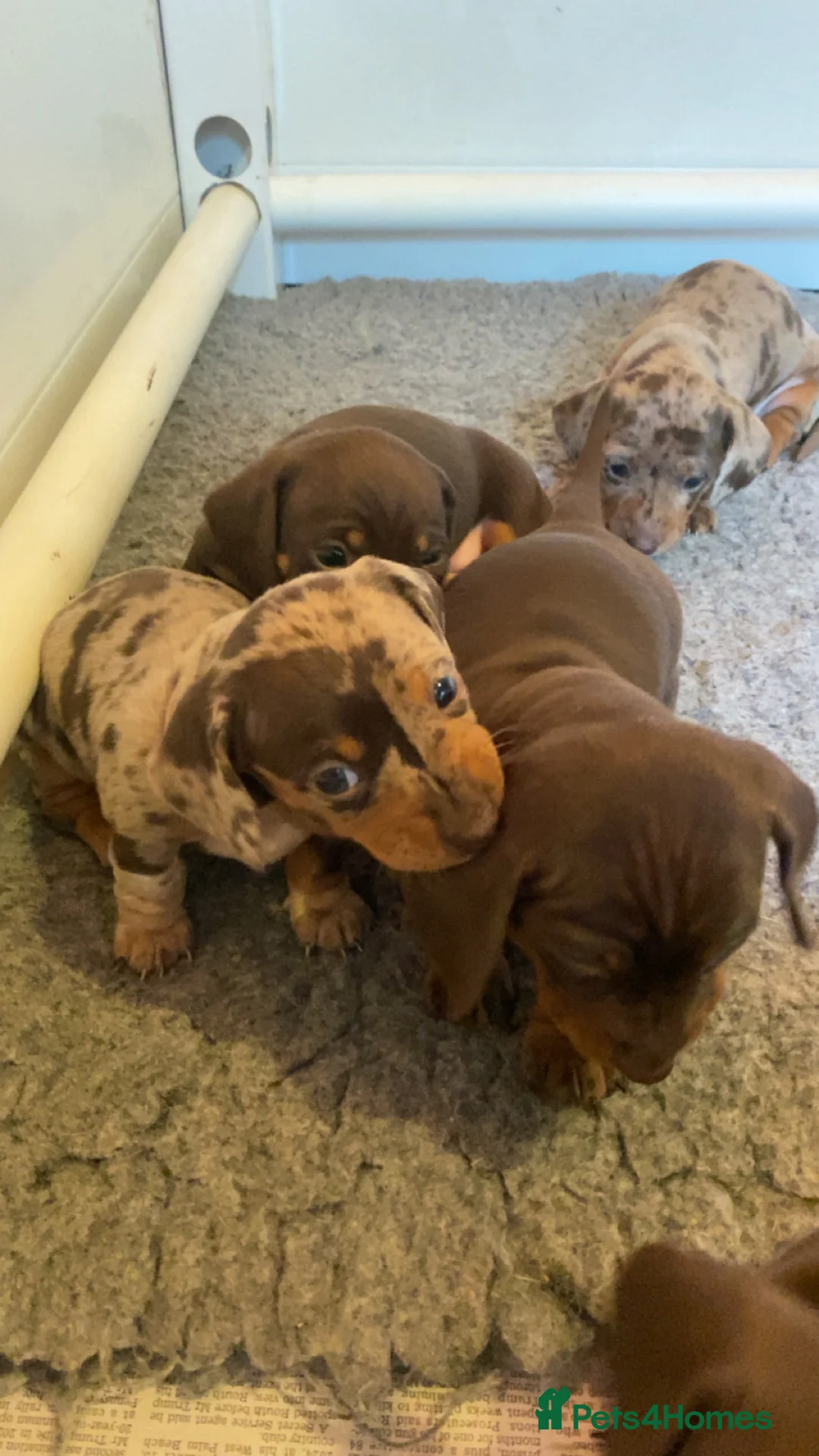 Miniature Dachshund dogs for sale: Dapple miniature dachshund girl in Okehampton - Advert 2