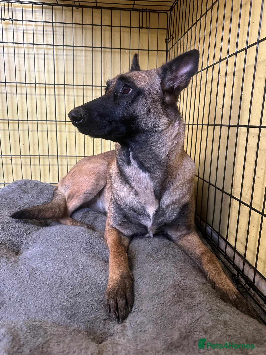 Mixed Breed dogs for sale: Belgian Malinois . Female  - Advert 1